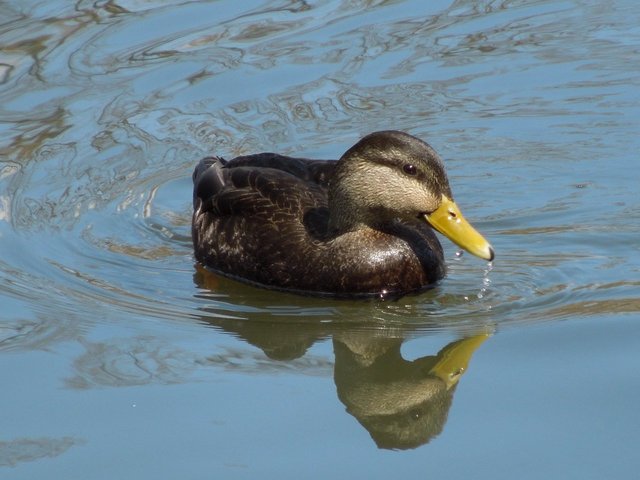 An American Black Duck, with dark brown body and yellow bill, in water, with ripples