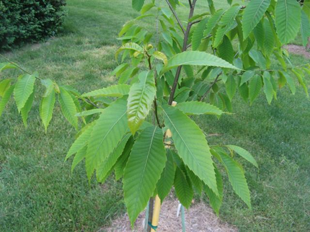 A young American chestnut sapling, showing large, long, pointed, serrated leaves, staked, growing in grass