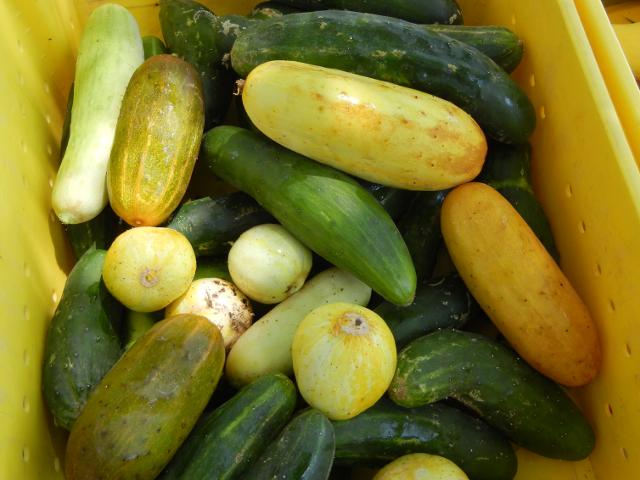 A bin of cucumbers of many different shapes and sizes, showing green, yellow, orange, and white, and a few perfectly round yellow cucumbers