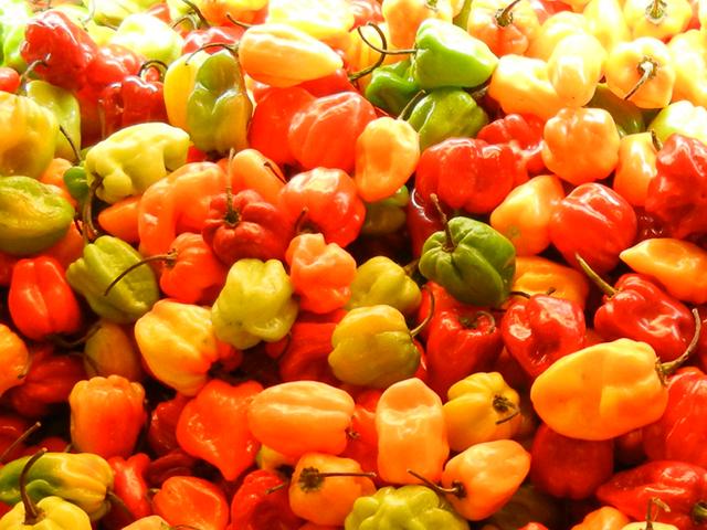 Assorted habanero peppers, small, bonnet-shaped peppers, red, orange, green, and yellow