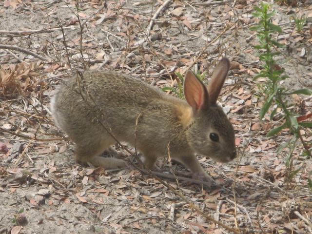 An adorable baby bunny foraging for food in some dry leaves