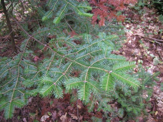 A low branch of a balsam fir tree, showing numerous thin needles, coming off branches in a neatly branching, flat arrangement, with leaf litter visible on the forest floor below