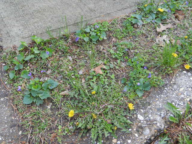 A segment of grass near a sidewalk, with violets and dandelions blooming, and clover