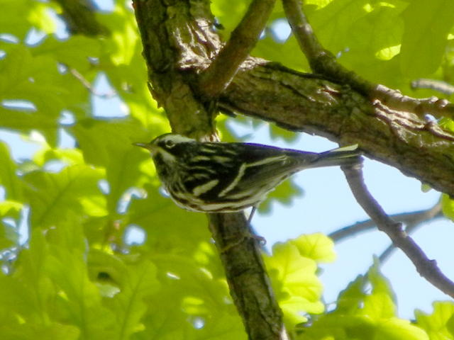 Black-and-white warbler, a small, black and white striped bird, on a branch of an oak tree, with yellowish green leaves and sky in the background