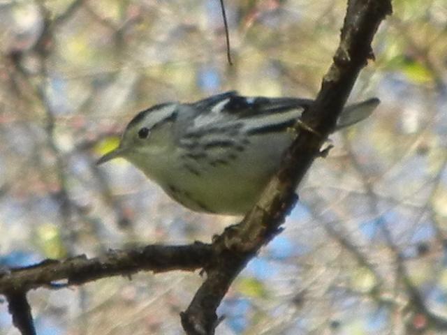 A black-and-white warbler, small, black and white striped bird, on a small branch or large twig, with blurry branches in the background