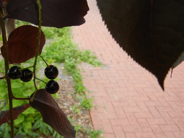 Four small black cherries on a branch, on the left, showing some red serrated leaves from the tree, and a brick sidewalk to the right