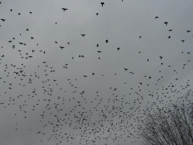 A somewhat chaotic jumble of blackbirds, flying out of trees and departing