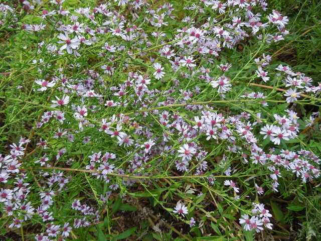 Blue wood aster, showing many small light blue daisy-like flowers, with red centers