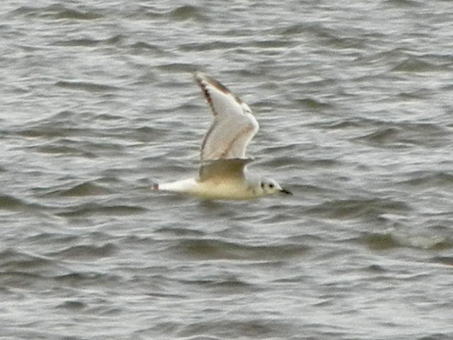 Bonaparte's gull, against water, showing the upperside of wings with bold but narrow M pattern