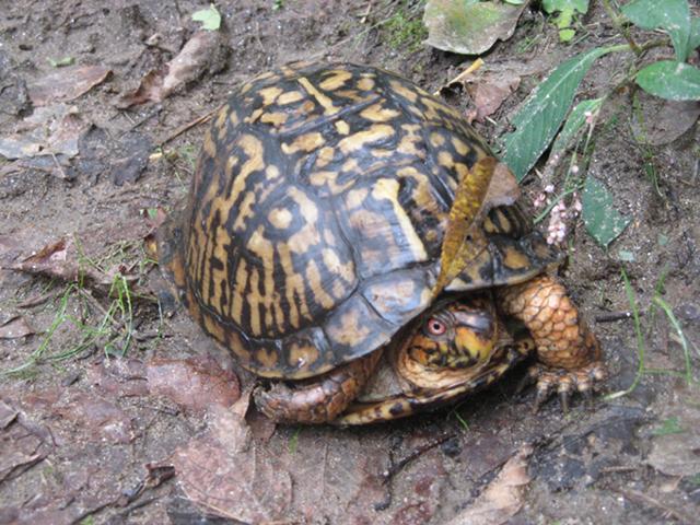 A common box turtle, showing orange and black patterned shell, and a red eye, walking across muddy ground