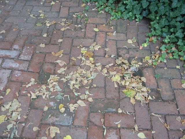 An old brick sidewalk, being encroached upon by ivy, and showing some small dry leaves