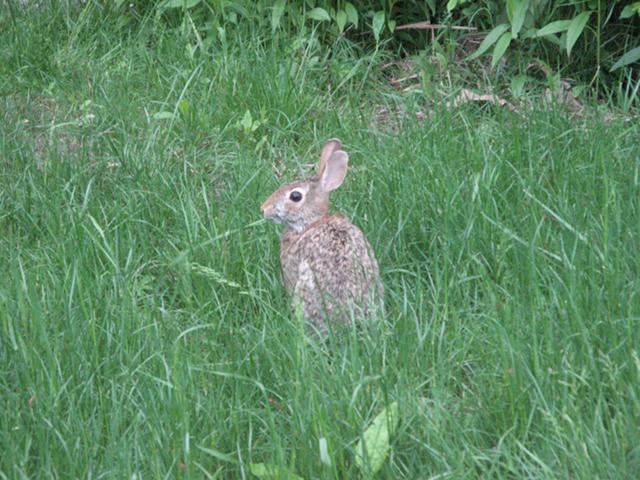 Photo of a rabbit, standing upright and facing to the left, in a lawn with mostly grass and a few other plants