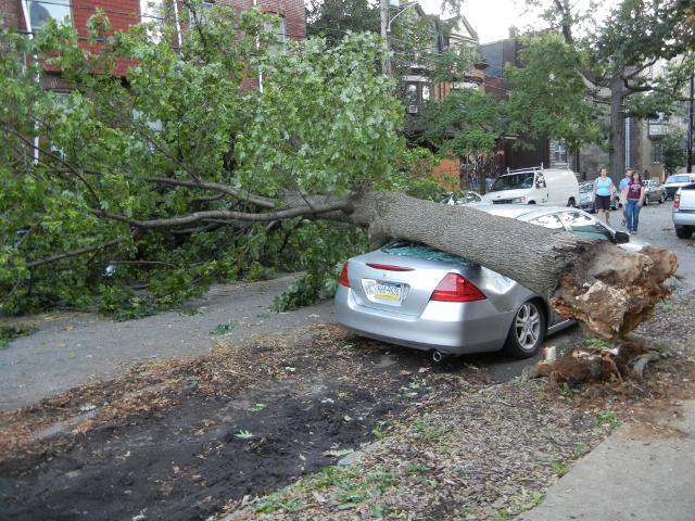 A tree fallen across a street, crushing a car and smashing its rear windshield