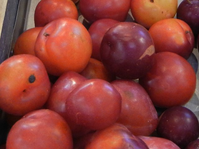 Cardinal plums in a metal bin, showing bright cardinal-red color, and some blemishes, with a few darker and smaller purple plums on the right