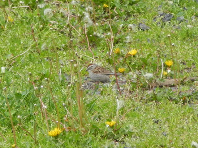 Chipping sparrow feeding in weedy grass, with abundant dandelion flowers and seedheads