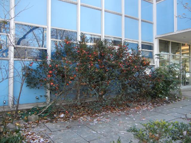 A row of Christmas Camellias, in bloom, evergreen plants with big red flowers, outside a relatively ugly blue building