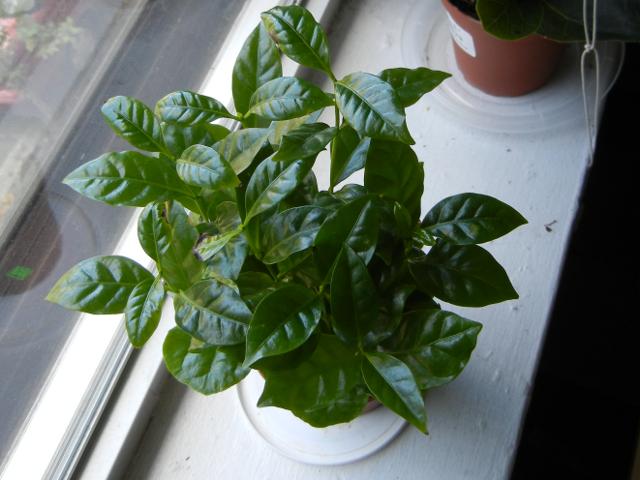 A coffee plant, with smooth, dark green, pointed leaves, opposite on stems, growing on a windowsill 