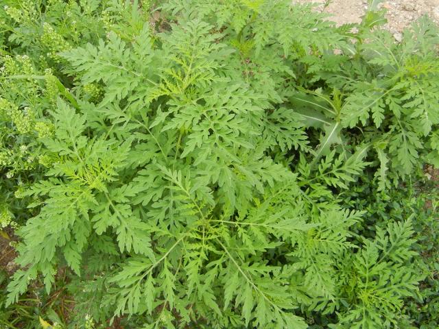 Common ragweed plants in a vacant lot, showing rich foliage of finely-divided, almost fernlike leaves, viewed from above