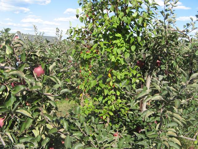 A crabapple tree planted in an apple orchard, showing much smaller fruit, and smaller and more yellowish leaves, than surrounding apple trees