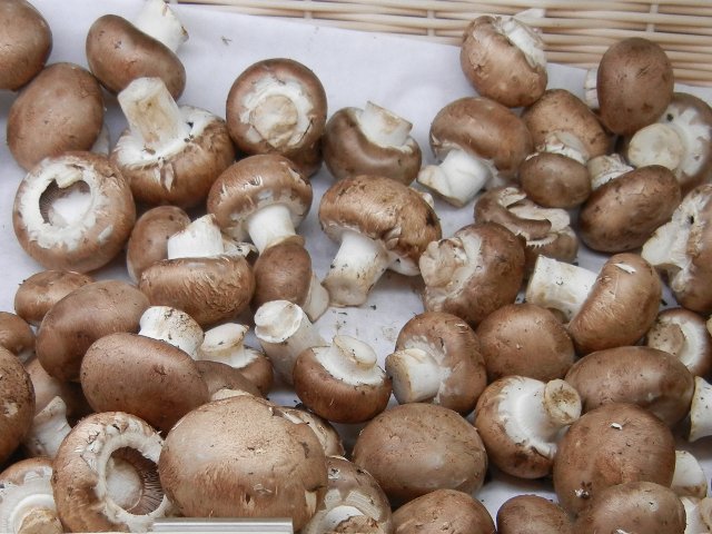 A bin of organic crimini mushrooms, round looking mushrooms with dark brown caps and white stems