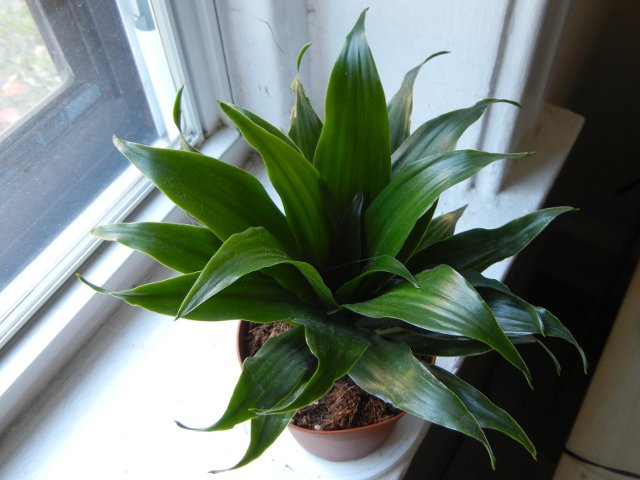 A Dracaena fragrans, Janet Craig Compacta, a small houseplant with dense, dark-green leaves growing in a radial pattern, a bit like leaves on a corn stalk but much denser