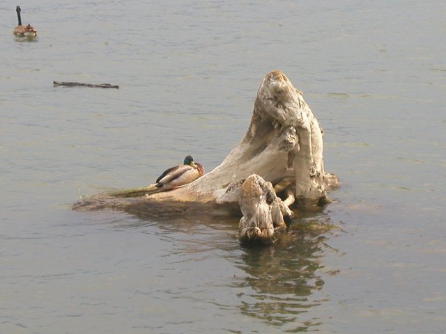 A large piece of driftwood sticking out of relatively calm water, with a male mallard duck resting on it, and a canada goose swimming away in the background