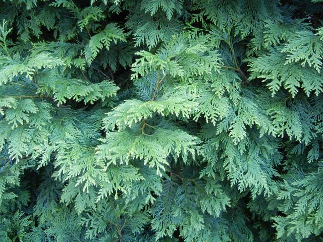 Foliage of an eastern whitecedar, showing foliage made up of flat scales rather than needles