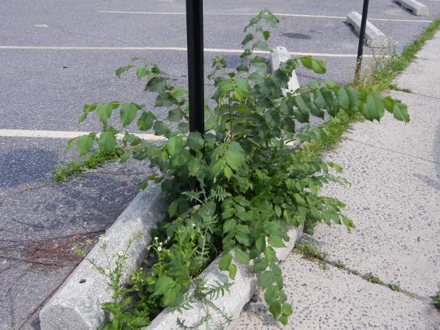 An elm seedling coming up between low concrete barriers at the edge of the parking lot between the lot and the sidewalk, near a signpost