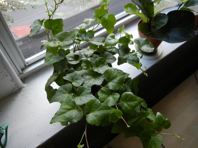 English ivy growing as a houseplant, on a windowsill