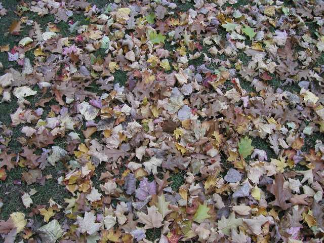 A photo of numerous fallen autumn leaves of different colors and shapes, on grass
