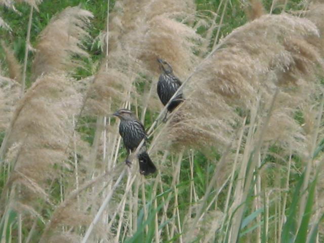 Two female red-winged blackbirds on reeds, showing mostly camoflaged patterning, streaked breasts and striped face, and dark tail, with some green visible in the background