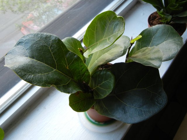 A small pot containing a small fiddle-leaf fig plant with three stems, on a windowsill