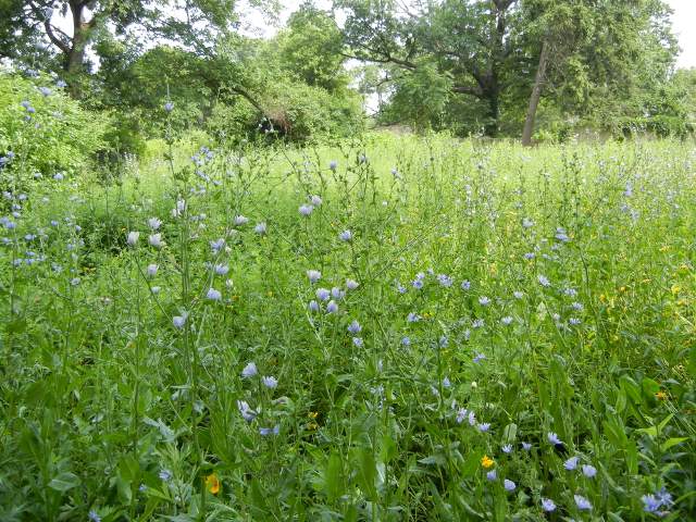 A meadow-like area with numerous light blue chickory flowers in bloom, and some other yellow flowers visible too, with trees in the background