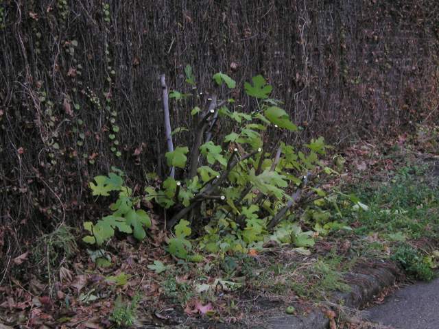 A fig tree planted up against a wall, cut back within a few feet of the ground, some leafless vines climbing the wall, and some grass and leaves on the ground