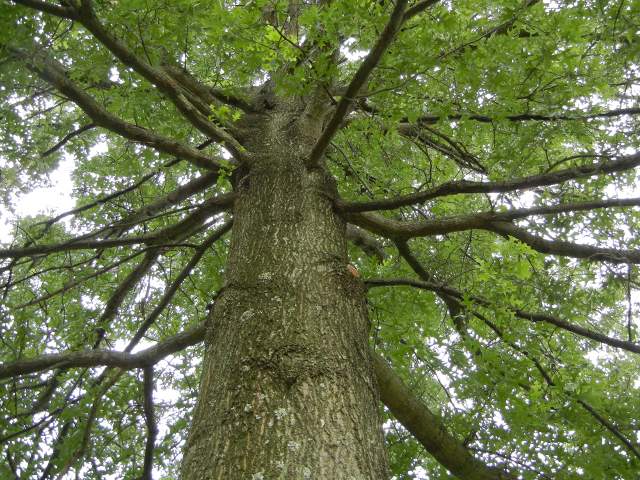 Looking upwards at the trunk of a large, healthy pin oak tree, with a straight, robust central trunk and numerous small side-branches