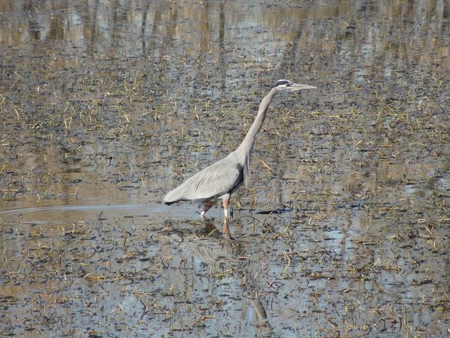 A Great Blue Heron wading in a swampy area
