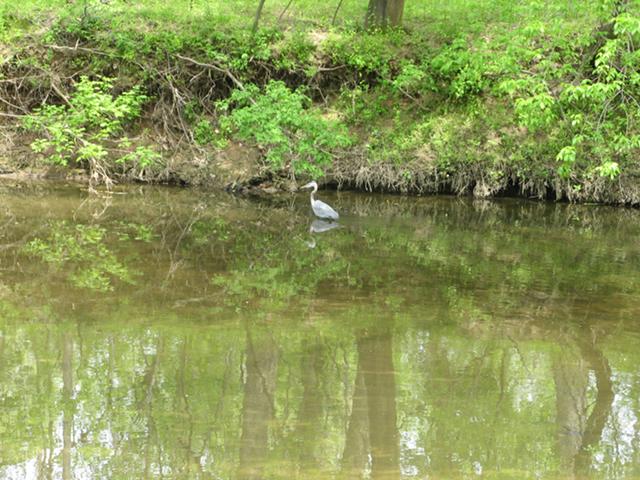 A great blue heron wading in a muddy creek in spring, with the watre showing a reflection of trees with light green spring foliage