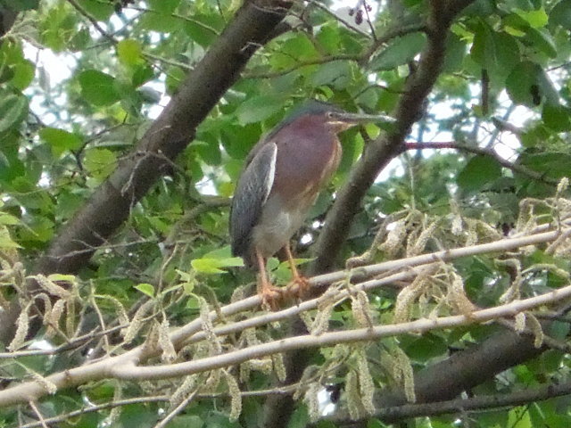 A green heron, showing bold colored plumage, perched on a branch with flowering catkins