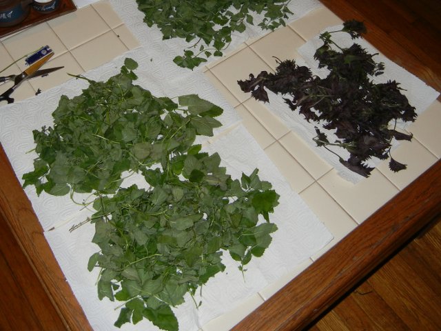 Several piles of herbs drying on a table