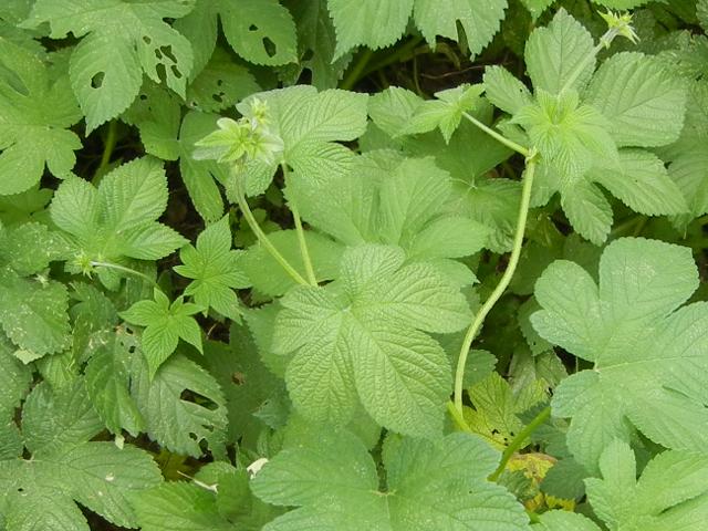 Closeup photo of a hop vine, showing deeply lobed leaves with a rough-looking texture