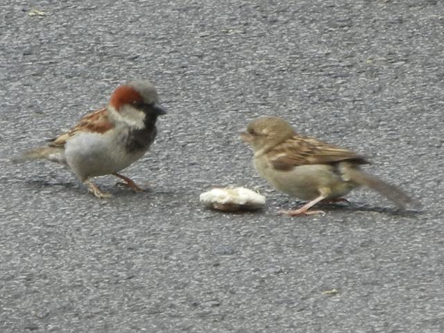 Two house sparrows on a coarse gray street, with a piece of food in between, the one an adult male showing bold black throat patch and reddish on head, the other a juvenile begging for food