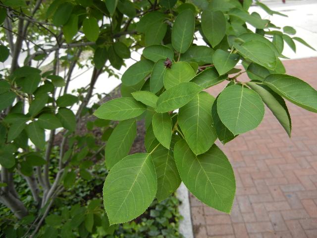 Leaves of a juneberry bush, showing a pointed oval shape with very finely serrated edges, the bush on the left in a bed with ivy, and a brick path on the right.