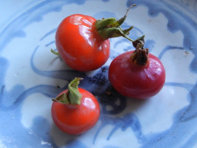 Three large whole rose hips, an intense red-orange color, on a light blue pattered plate