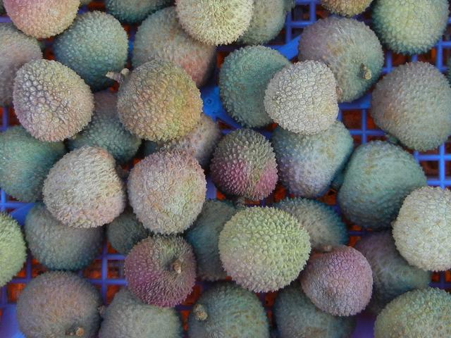 Lychee fruit, round, spiky fruit, light green and turning pinkish, in a blue plastic crate