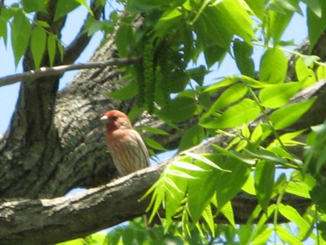A male house finch, showing bright red wash on head, stubby gray bill, and streaked breast, in a black walnut tree, with sturdy gray limbs and young foliage yellow-green in bright sunlight