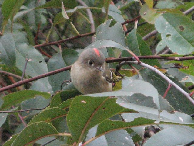 A male ruby-crowned kinglet perched in wild black cherry foliage, with the kinglet showing a bright red crest on top of a stocky, grayish head and body, flat triangular bill, and yellow stripes on the wings