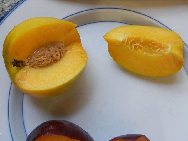 A mango nectarine, sliced, a fruit with yellow flesh and smooth, green-yellow skin, on a white plate with blue trim