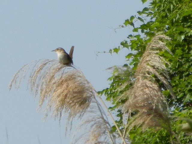 A marsh wren, a small brownish bird, holding its tail cocked upwards, on a reed bending over under the bird's weight, with another read and some  foliage on the side of the photo, sky in the background