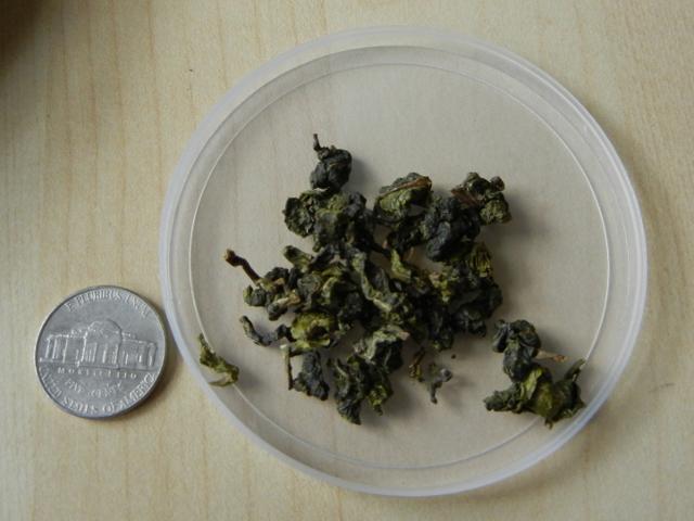 Dry, rolled up green tea leaves on a plastic dish, with a nickel nearby for size comparison