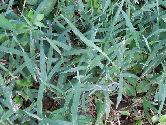 A close-up of a grass species with blue-green leaves